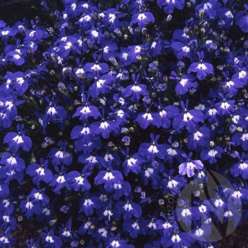 Lobelija paprastoji (Lobelia Erinus Tamsiai mėlyna) sėklos - 1200 vnt. (#1222)