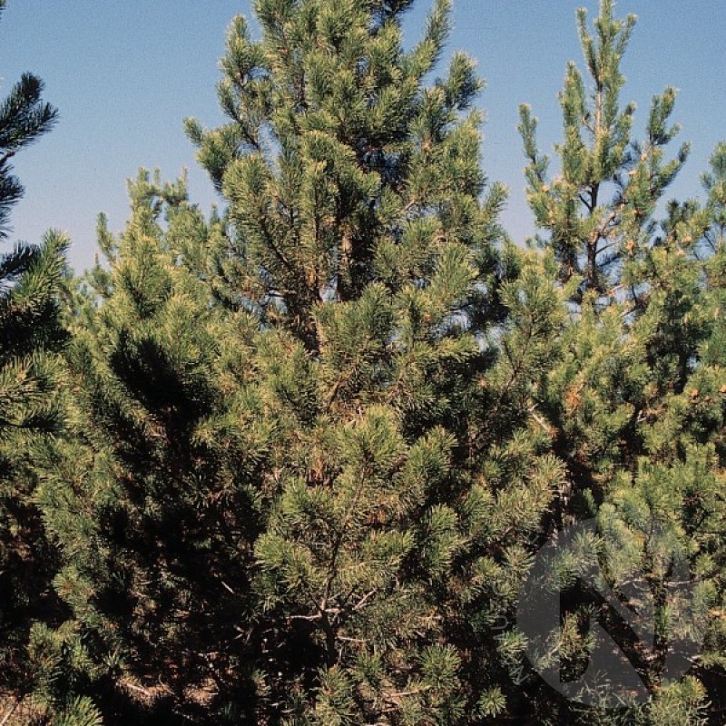 Pušis suktaspyglė (Pinus Contorta Latifolia) sėklos - 20 vnt. (#450)