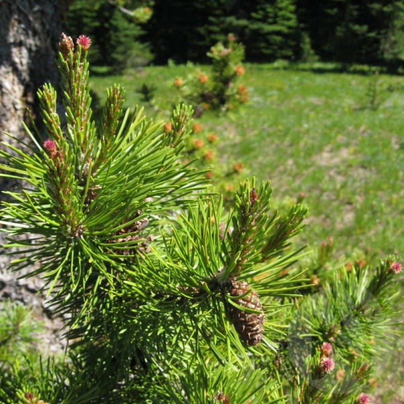 Lodgepole Pine (Pinus Contorta latifolia) 20 seeds (#450)