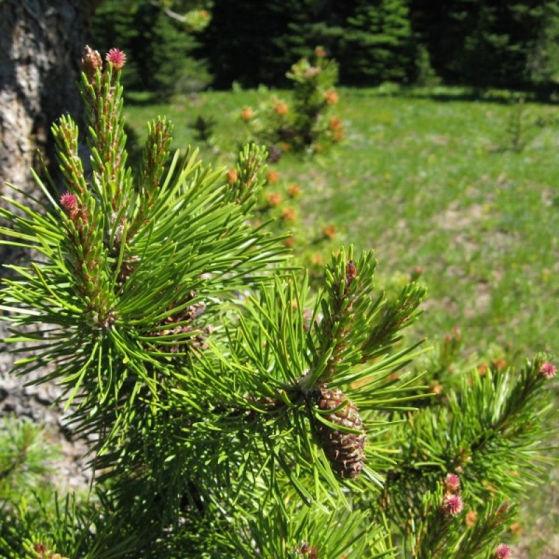 Pušis suktaspyglė (Pinus Contorta Latifolia) sėklos - 20 vnt. (#450)