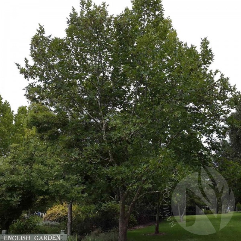 Platanas klevalapis (Platanus Acerifolia) sėklos - 50 vnt. (#295)