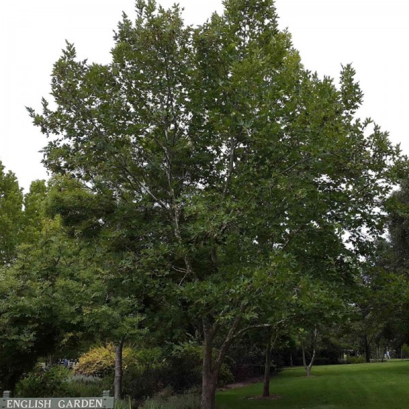 Platanas klevalapis (Platanus Acerifolia) sėklos - 50 vnt. (#295)