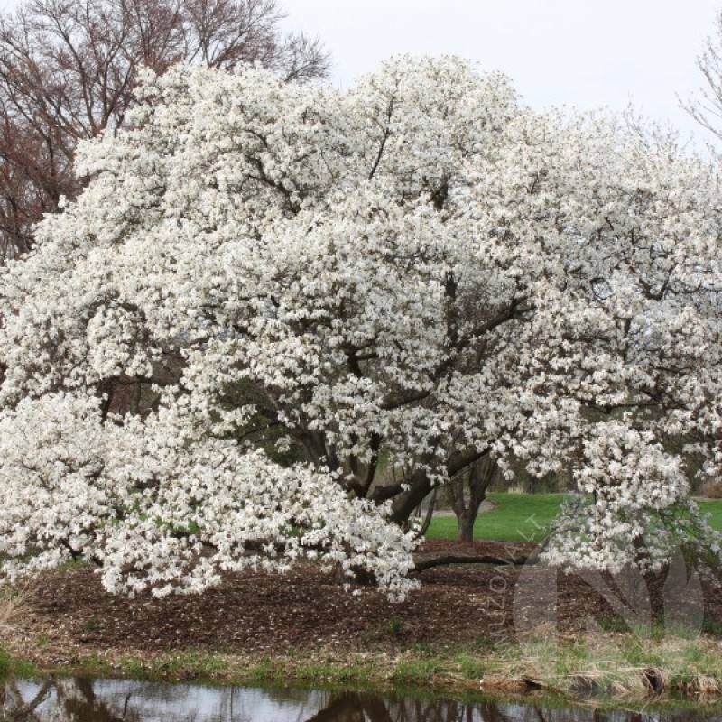 Magnolija japoninė (Magnolia Kobus var. Borealis) sėklos - 5 vnt. (#651)