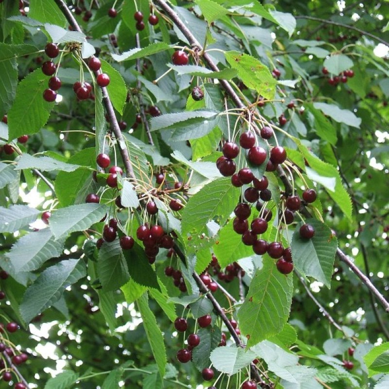 Mahaleb Cherry (Prunus Mahaleb) 20 seeds (#154)