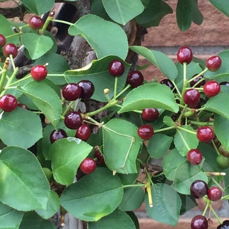 Vyšnia kvapioji (Prunus Mahaleb) sėklos - 20 vnt. (#154)