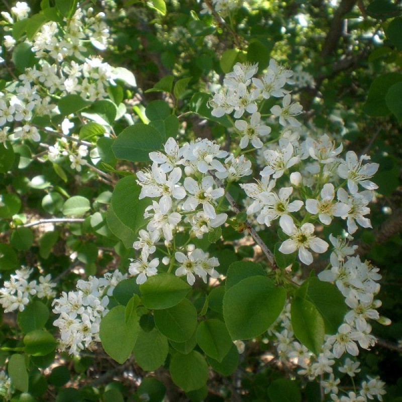Mahaleb Cherry (Prunus Mahaleb) 20 seeds (#154)
