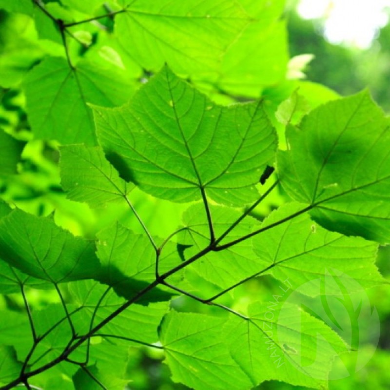 Klevas žaliažievis (Acer Tegmentosum) sėklos - 15 vnt. (#43)