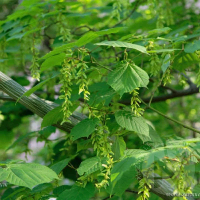 Klevas žaliažievis (Acer Tegmentosum) sėklos - 15 vnt. (#43)