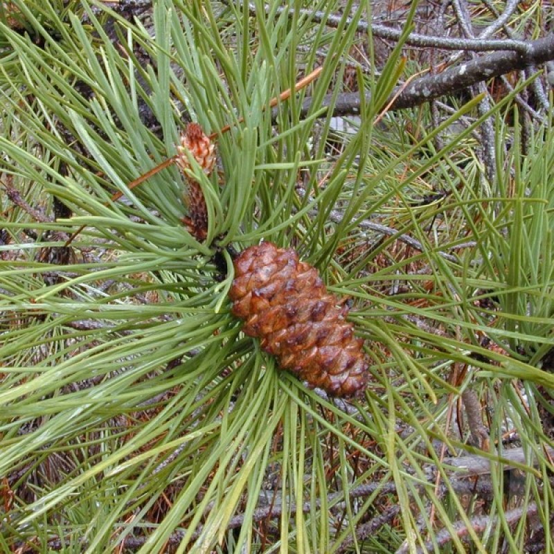 Maritime Pine (Pinus Pinaster) 10 seeds (#249)
