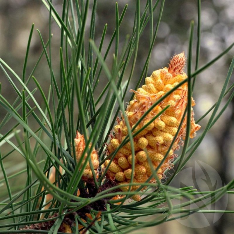 Maritime Pine (Pinus Pinaster) 10 seeds (#249)