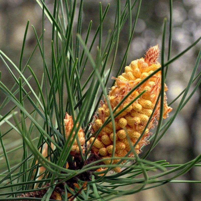 Maritime Pine (Pinus Pinaster) sėklos - 10 vnt (#249)