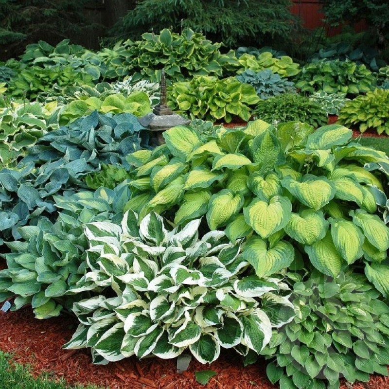 Plantain Lily (Hosta Mixed) 15 seeds (#2268)
