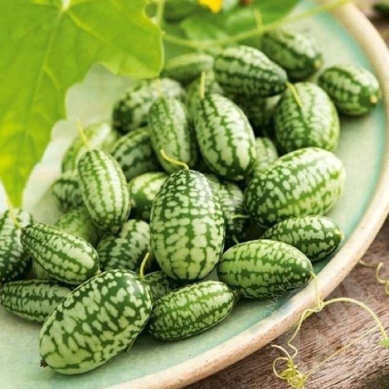 Mexican cucumber (Melothria Scabra) 20 seeds (#2383)