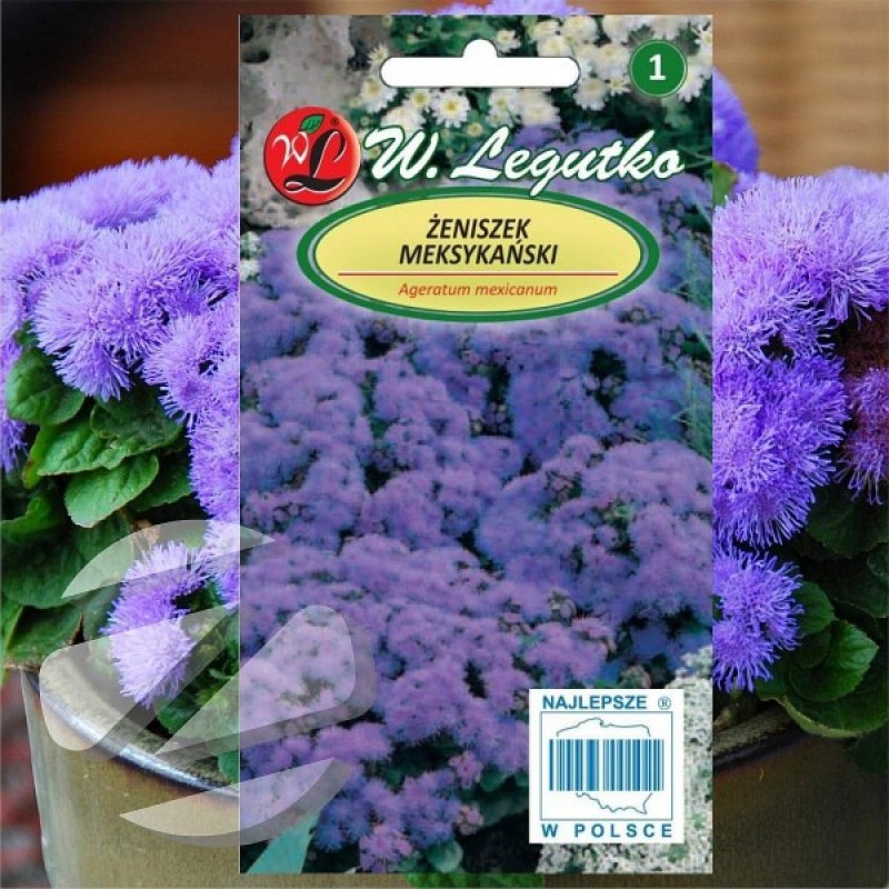 Mexican Paintbrush (Ageratum Mexicanum Blue - violet) 500 seeds (#1880)