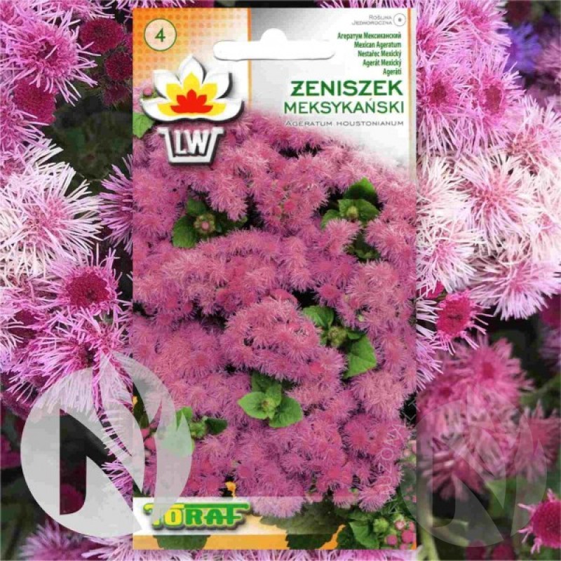 Mexican Paintbrush (Ageratum Mexicanum Pink) 300 seeds (#1693)