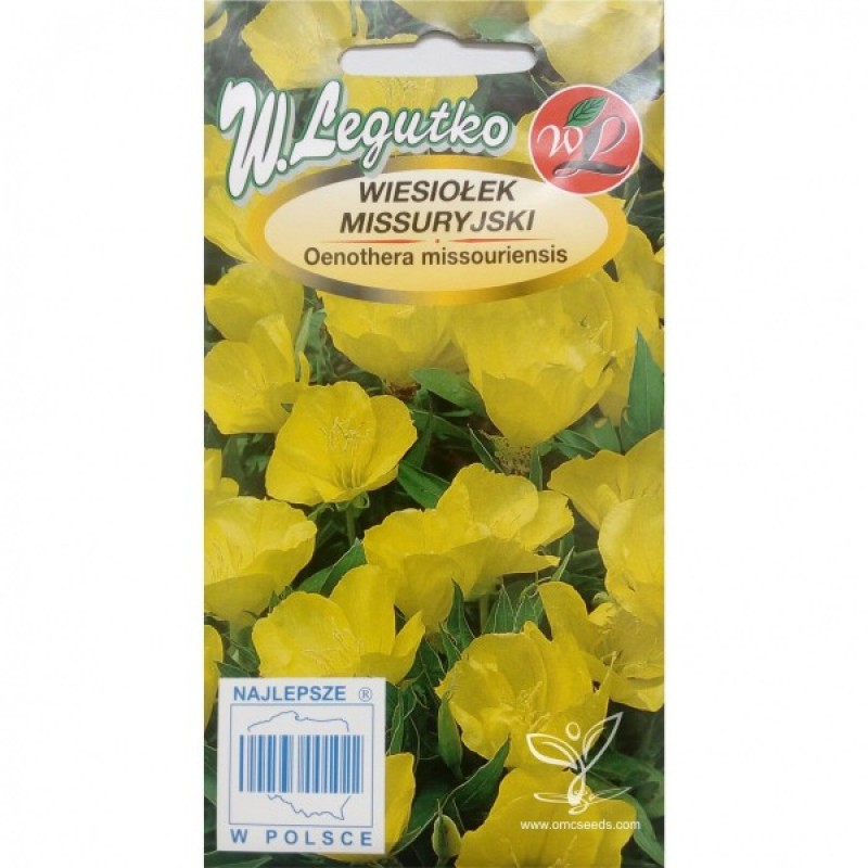 Missouri Evening Primrose (Oenothera Missouriensis) 60 seeds (#1040)