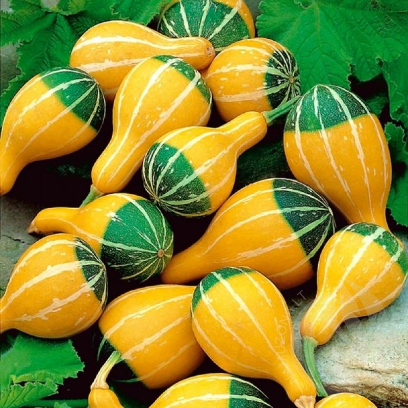 Decorative pumpkin (Cucurbita Pepo Pear Bicolour) 20 seeds (#1829)