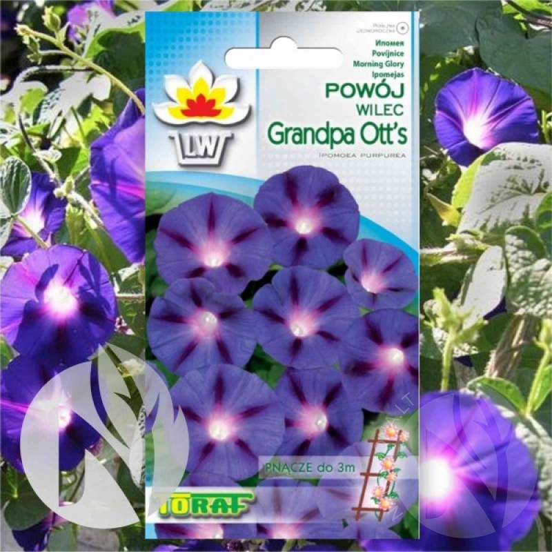 Morning Glory (Ipomoea Purpurea Grandpa Otts) 25 seeds (#1641)
