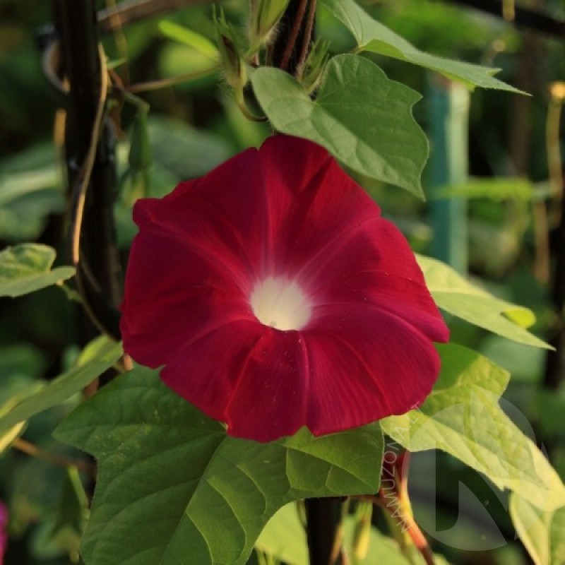Morning Glory (Ipomoea purpurea Scarlet oHara) 30 seeds (#1536)