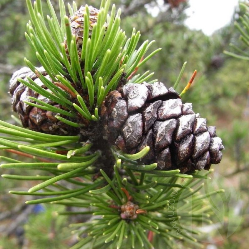Mountain Pine (Pinus mugo rotundata) 20 seeds (#791)