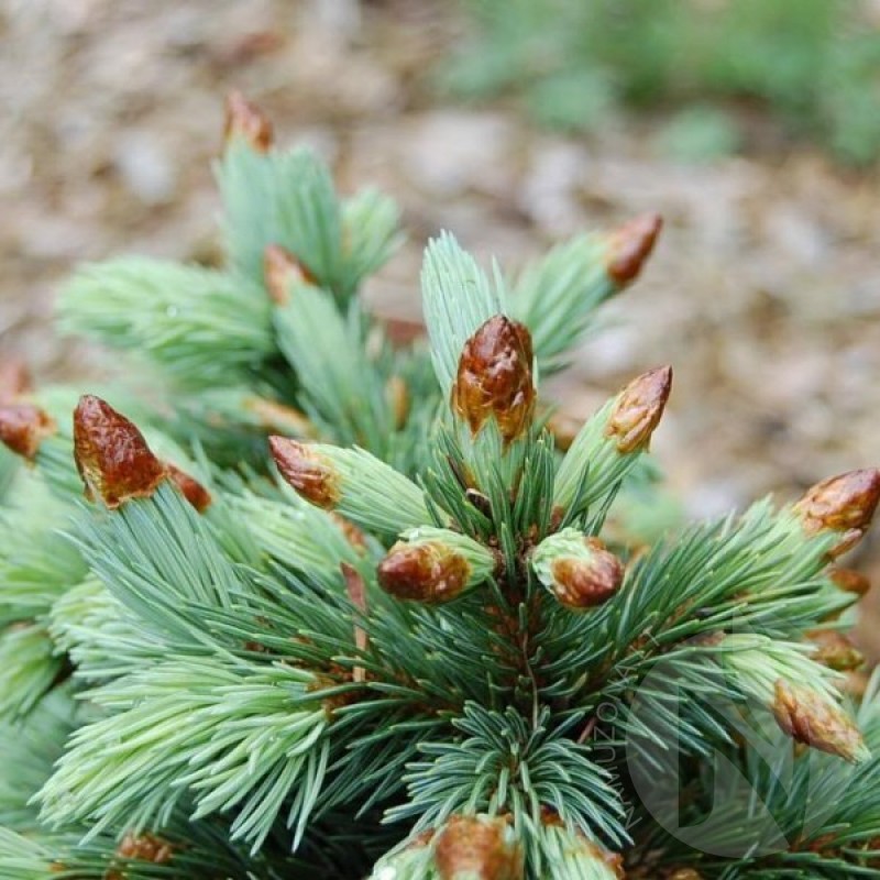 Mountain Spruce (Picea Engelmannii) 20 seeds (#143)