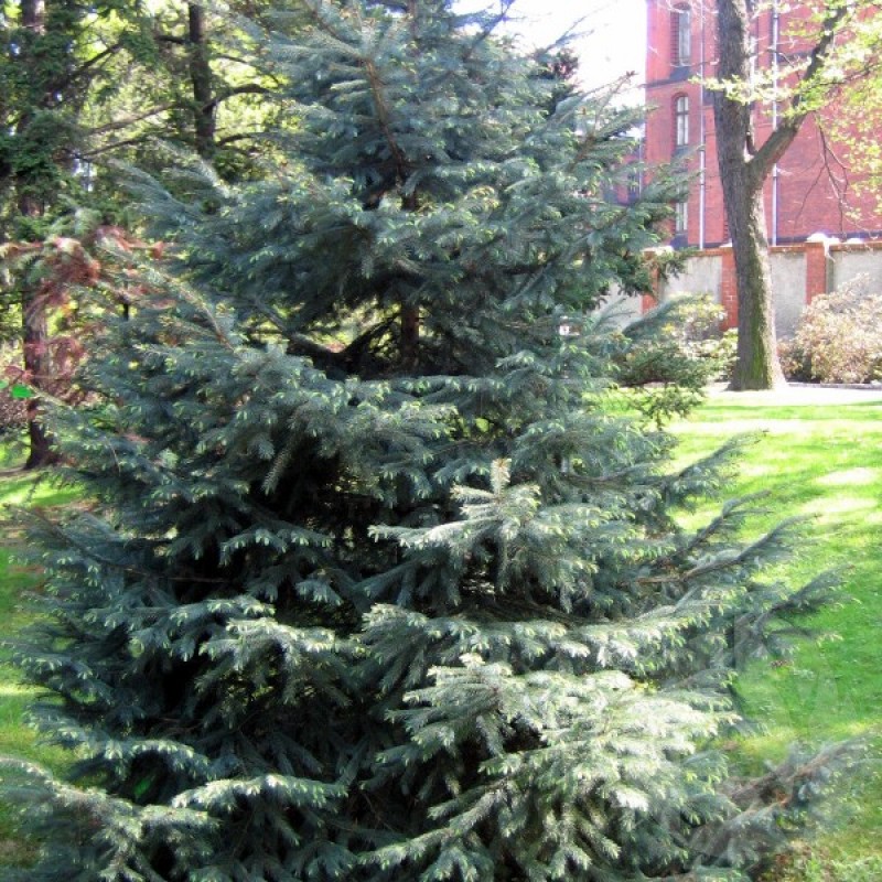 Eglė Engelmano (Picea Engelmannii) sėklos - 20 vnt. (#143)