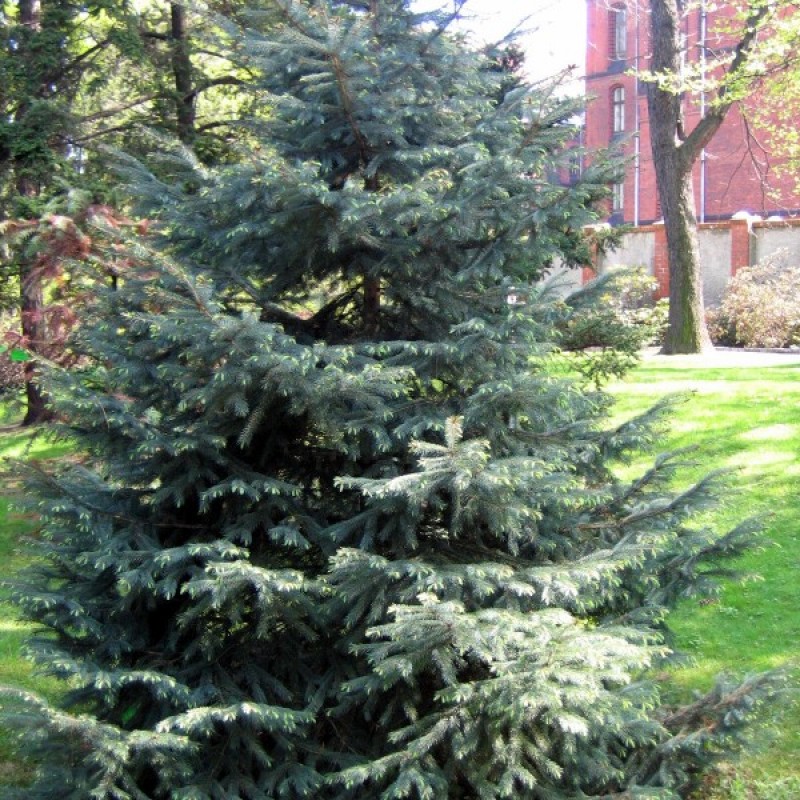 Eglė Engelmano (Picea Engelmannii) sėklos - 20 vnt. (#143)