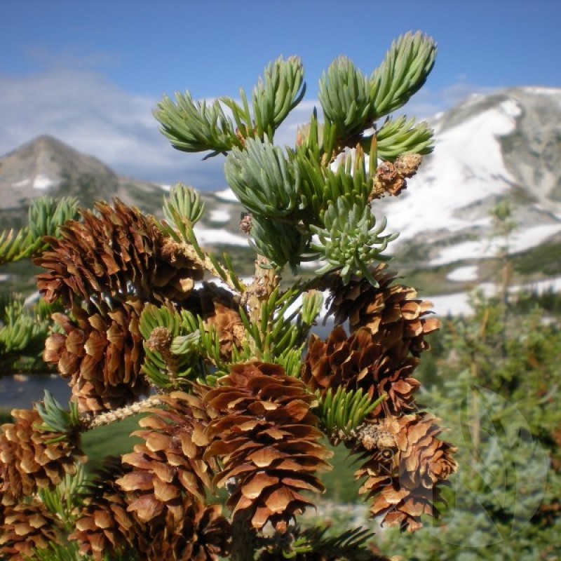 Mountain Spruce (Picea Engelmannii) 20 seeds (#143)