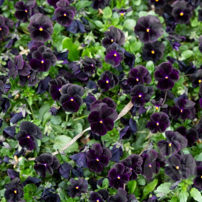 Pansy (Viola Wittrockiana black) 60 seeds (#1673)