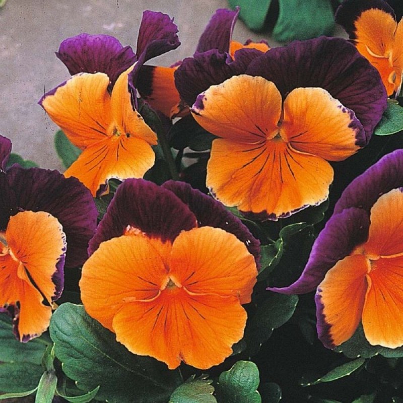 Našlaitė darželinė (Viola Wittrockiana Oranžinė - violetinė) sėklos - 100 vnt