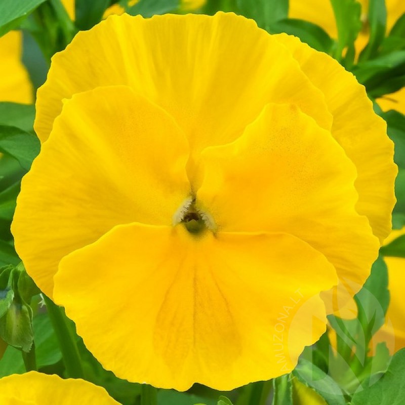 Pansy (Viola x wittrockiana yellow) 60 seeds (#1358)