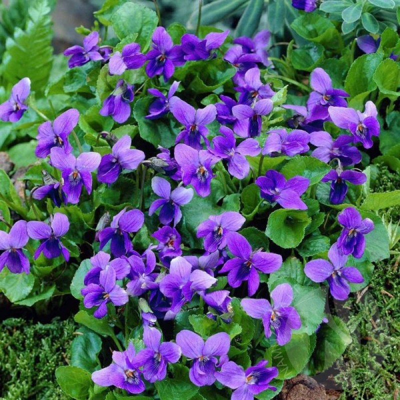 Sweet Violet (Viola Odorata) 30 seeds (#2337)