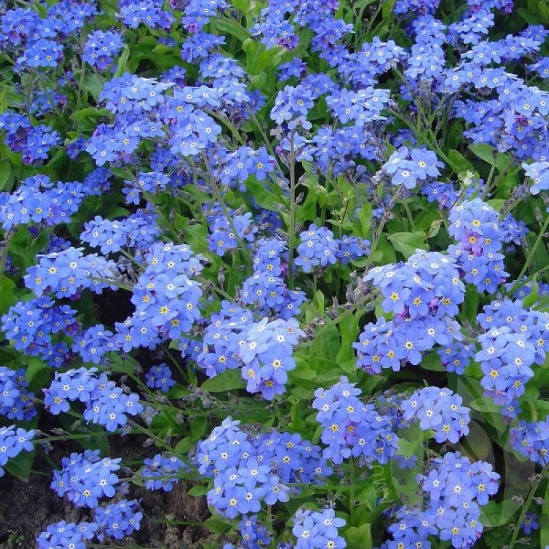 Forget-Me-Not (Myosotis Alpestris blue) 300 seeds (#2387)
