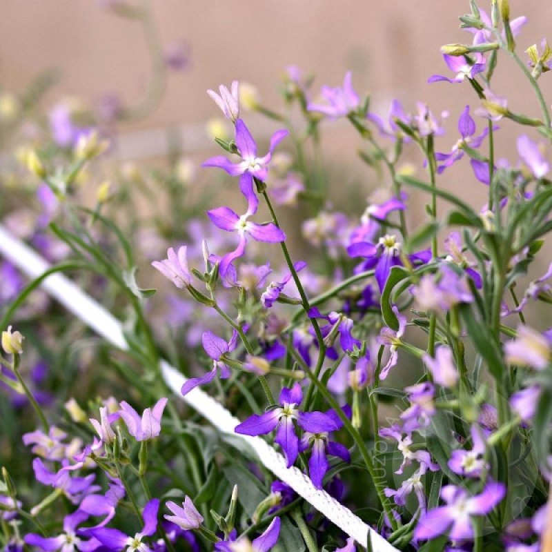 Night Stock (Matthiola Bicornis Purple) 2500 seeds (#1801)
