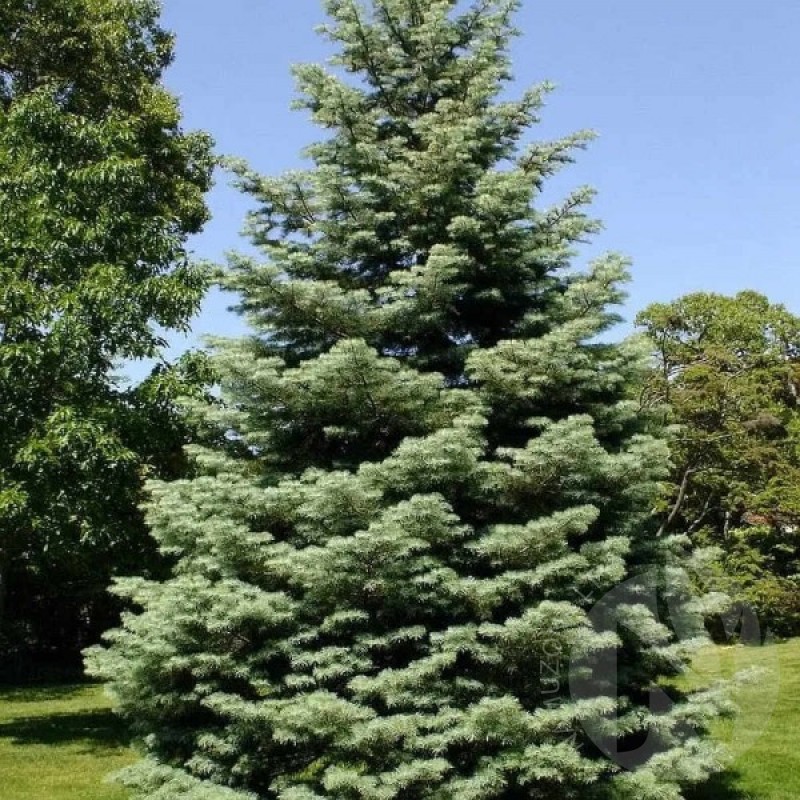 Noble fir (Abies Nobilis Frijsenborg Blue) 10 seeds (#2370)