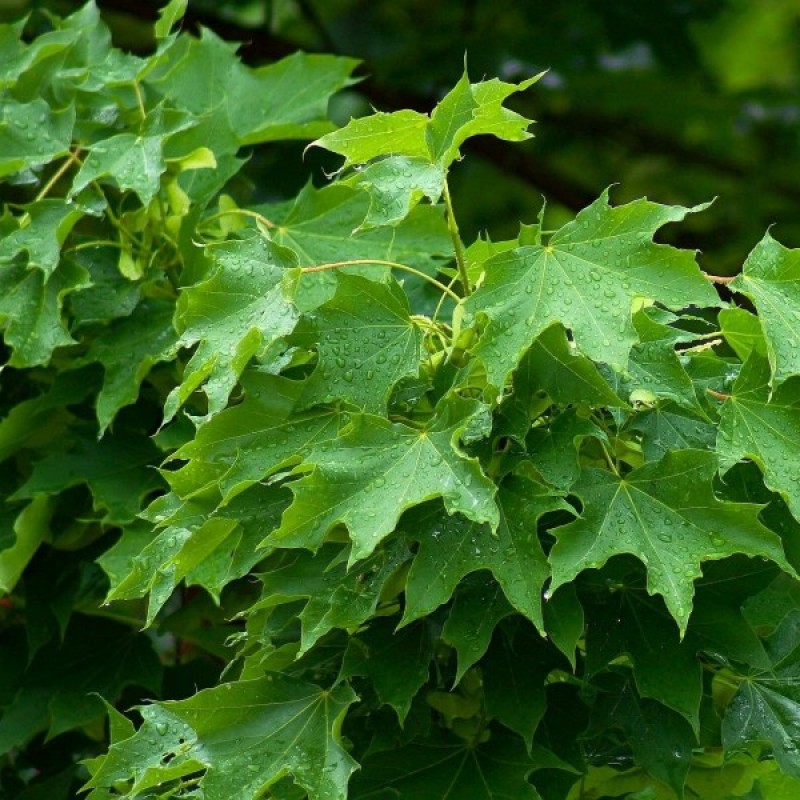 Klevas paprastasis (Acer Platanoides) sėklos - 15 vnt (#392)
