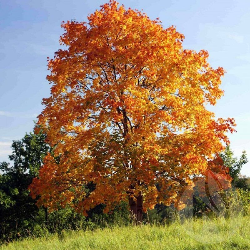 Norway Maple (Acer Platanoides) 15 seeds (#392)