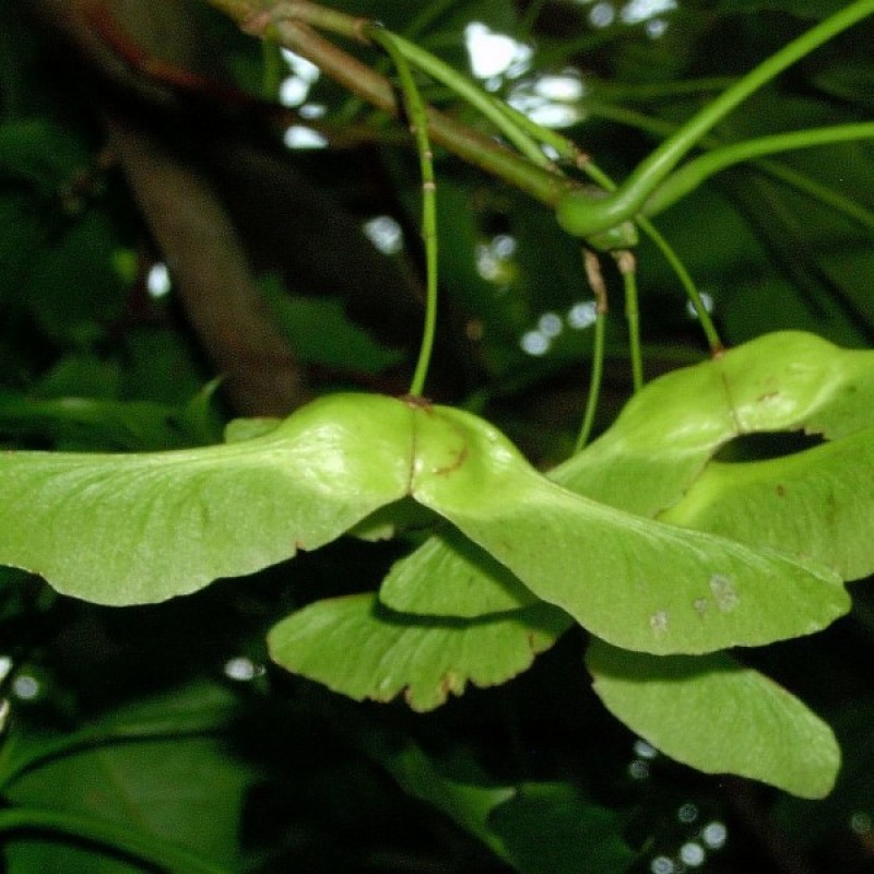 Klevas paprastasis (Acer Platanoides) sėklos - 15 vnt (#392)