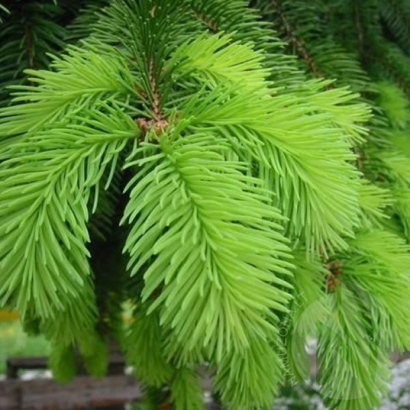 Norway Spruce (Picea Abies) 20 seeds (#58)