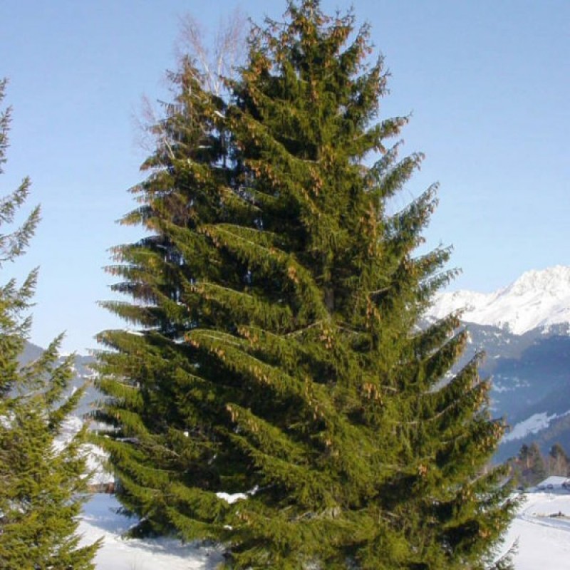 Paprastoji eglė (Picea Abies) sėklos - 30 vnt. (#58)