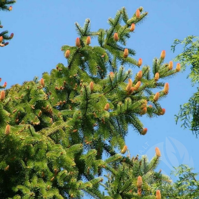 Norway Spruce (Picea Abies) 20 seeds (#58)