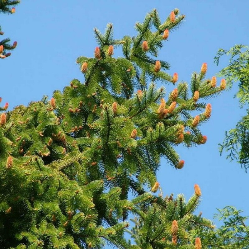 Paprastoji eglė (Picea Abies) sėklos - 20 vnt. (#58)