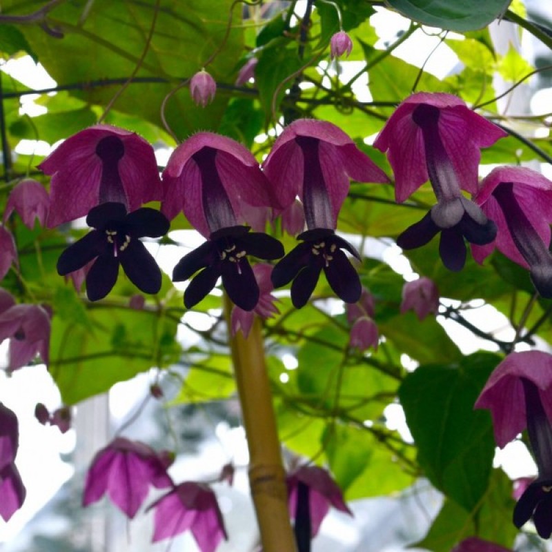 Nuogrėda Skaisčiažiedė (Rhodochiton Atrosanguineus violetinė-rožinė) sėklos - 5 vnt (#1897)