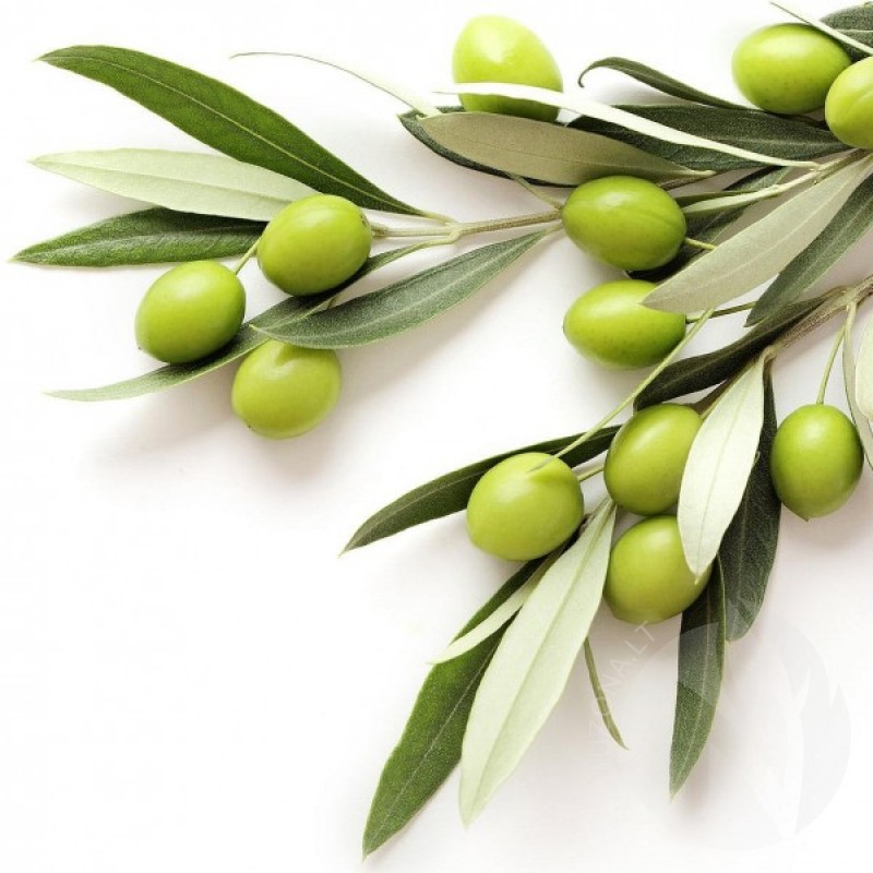 Olive Tree (Olea Europaea) 10 seeds (#169)