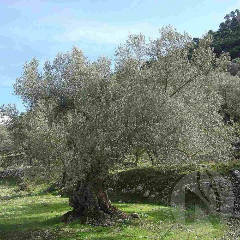 Olive Tree (Olea Europaea) 10 seeds (#169)