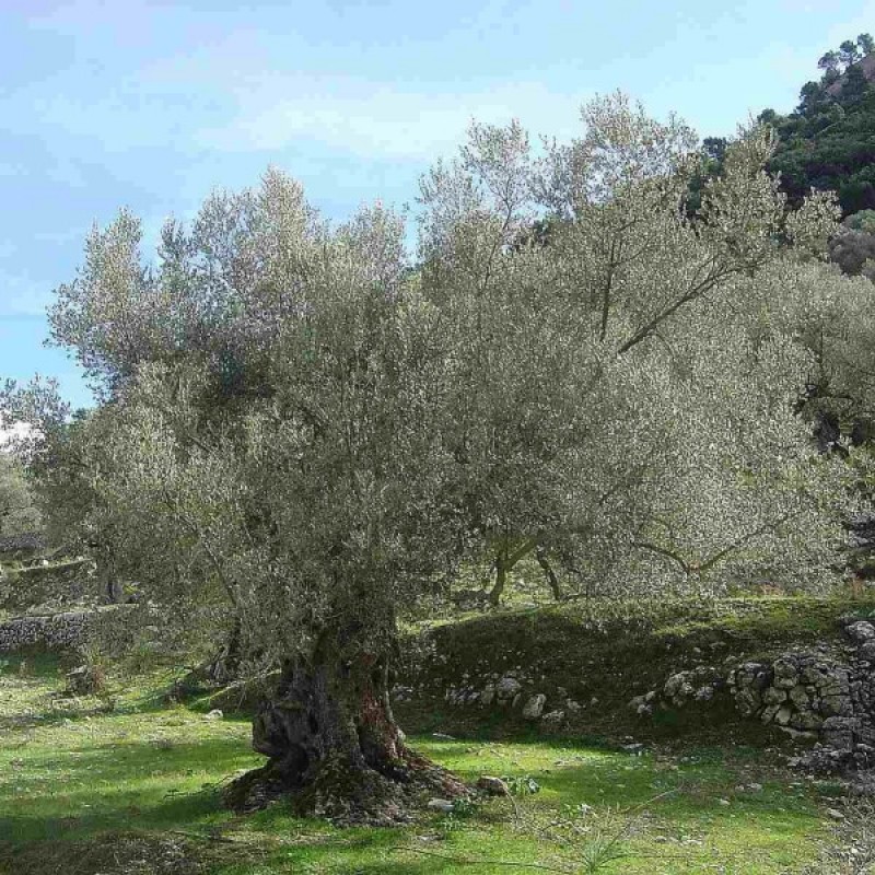 Alyvmedis europinis (Olea Europaea) sėklos - 10 vnt. (#169)