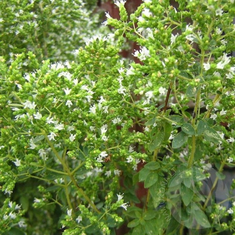Oregano (Origanum Vulgare hirtum) 300 seeds (#2239)