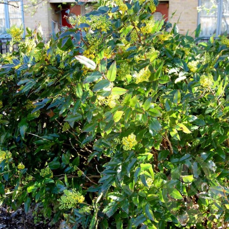 Mahonija dygialapė (Mahonia Aquifolium) sėklos - 20 vnt. (#420)