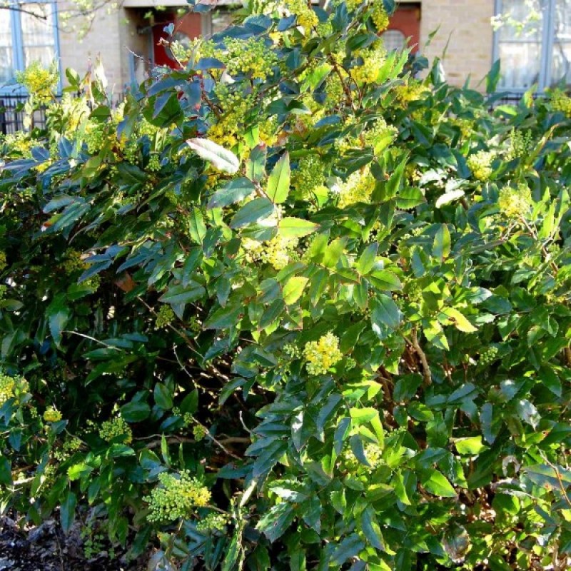 Mahonija dygialapė (Mahonia Aquifolium) sėklos - 20 vnt. (#420)