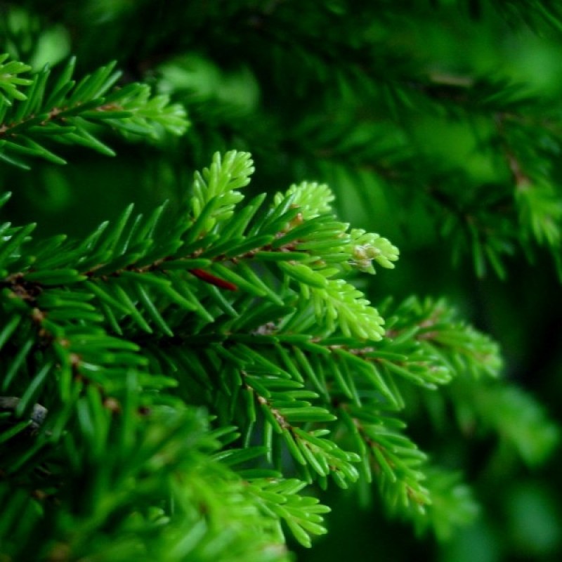 Eglė rytinė (Picea Orientalis) sėklos - 30 vnt. (#277)